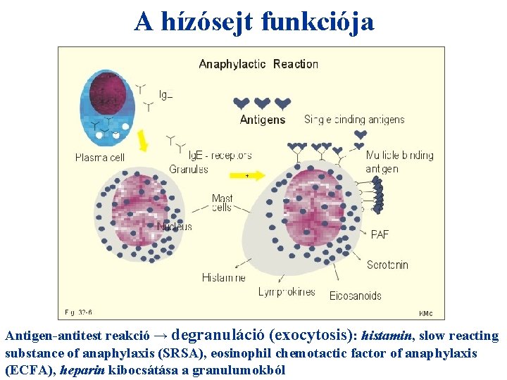 A hízósejt funkciója + HIO 4 = Antigen-antitest reakció → degranuláció (exocytosis): histamin, slow