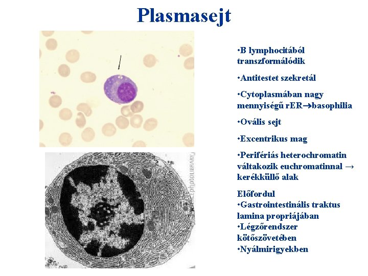 Plasmasejt • B lymphocitából transzformálódik • Antitestet szekretál • Cytoplasmában nagy mennyiségű r. ER