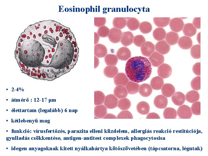 Eosinophil granulocyta • 2 -4% • átmérő : 12 -17 μm • élettartam (legalább)