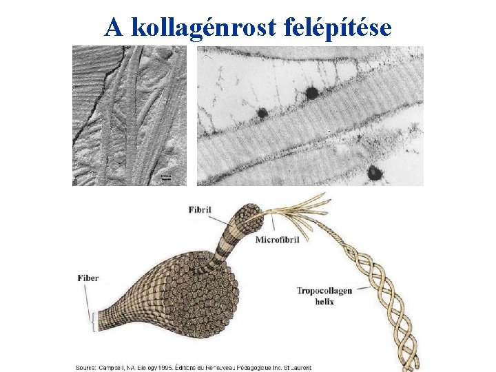 A kollagénrost felépítése 