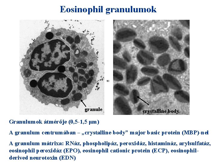 Eosinophil granulumok granule crystalline body Granulumok átmérője (0, 5 -1, 5 μm) A granulum