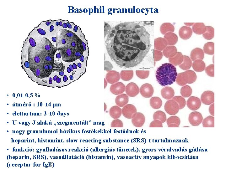 Basophil granulocyta • • • 0, 01 -0, 5 % átmérő : 10 -14