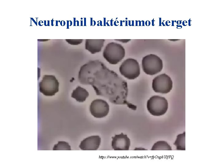 Neutrophil baktériumot kerget https: //www. youtube. com/watch? v=fp. Oxg. AU 5 f. FQ 