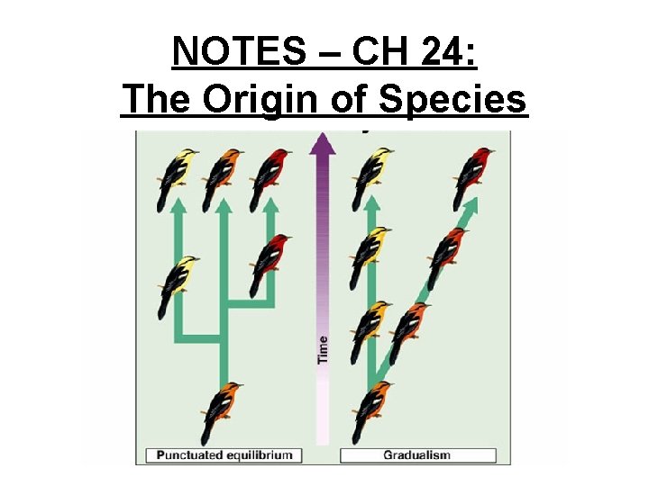 NOTES – CH 24: The Origin of Species 