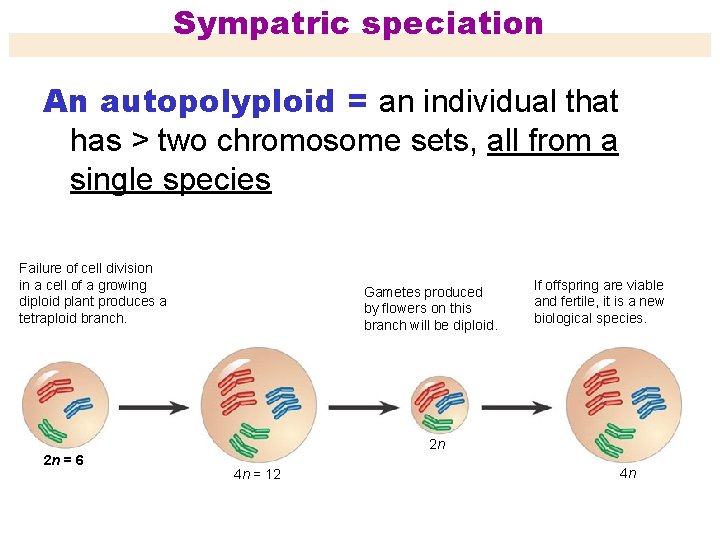 Sympatric speciation An autopolyploid = an individual that has > two chromosome sets, all
