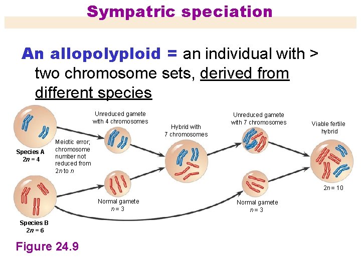 Sympatric speciation An allopolyploid = an individual with > two chromosome sets, derived from