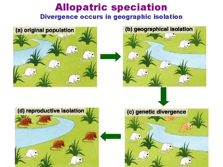 Allopatric speciation Divergence occurs in geographic isolation 