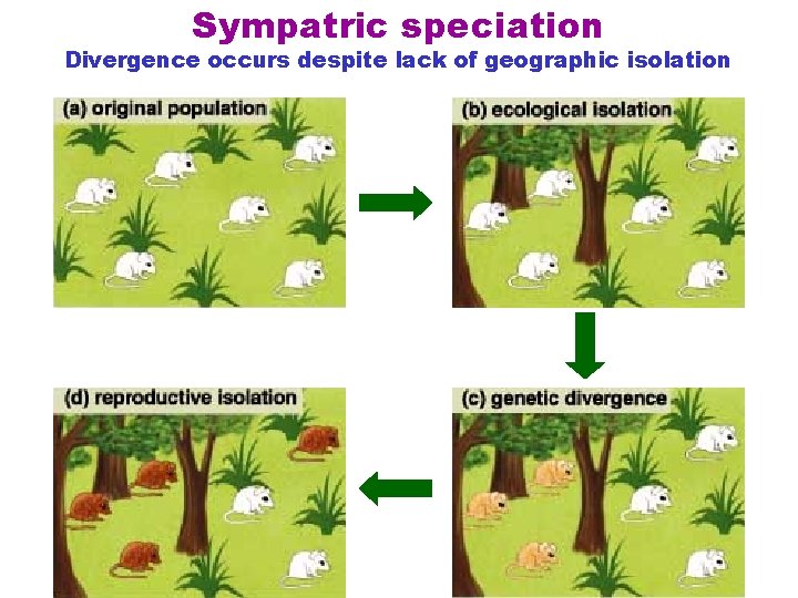 Sympatric speciation Divergence occurs despite lack of geographic isolation 