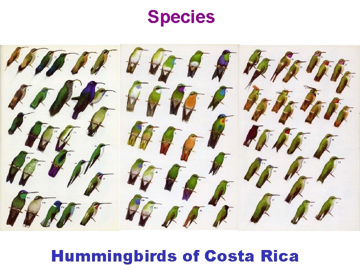 Species Hummingbirds of Costa Rica 