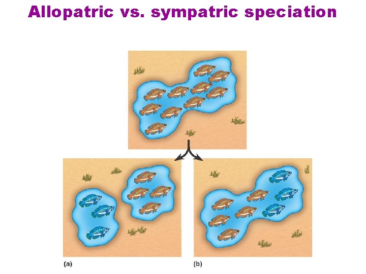 Allopatric vs. sympatric speciation 