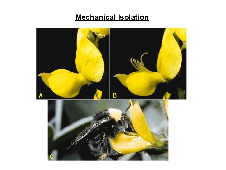 Mechanical Isolation 