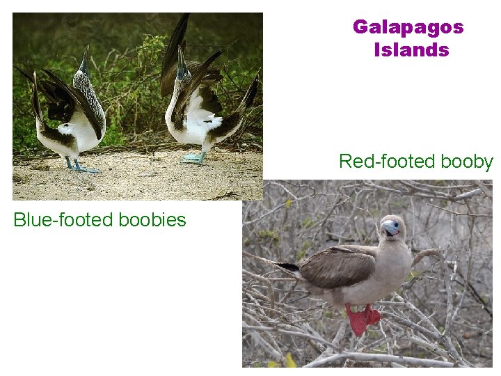Galapagos Islands Red-footed booby Blue-footed boobies 