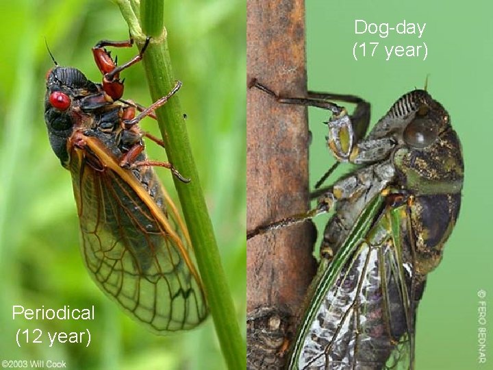 Dog-day (17 year) Periodical (12 year) 