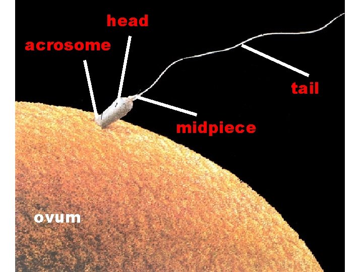head acrosome tail midpiece ovum 