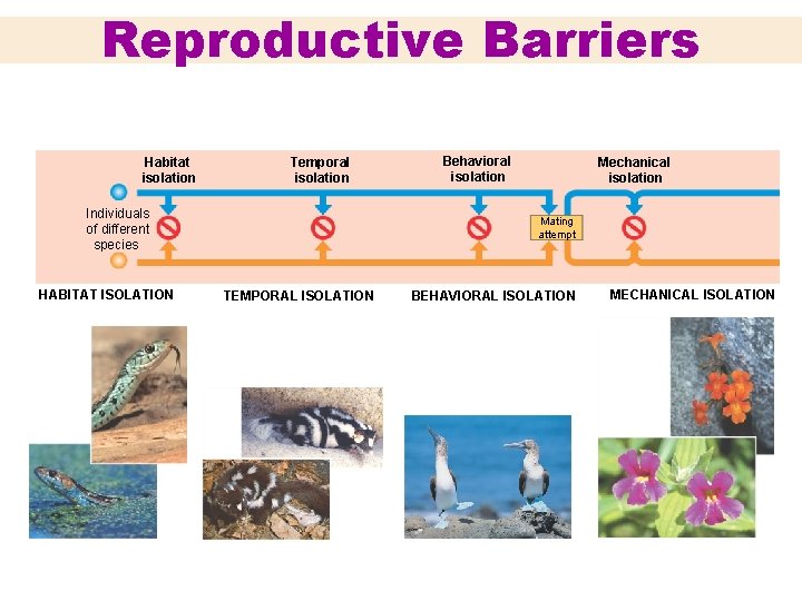 Reproductive Barriers Habitat isolation Temporal isolation Individuals of different species HABITAT ISOLATION Behavioral isolation