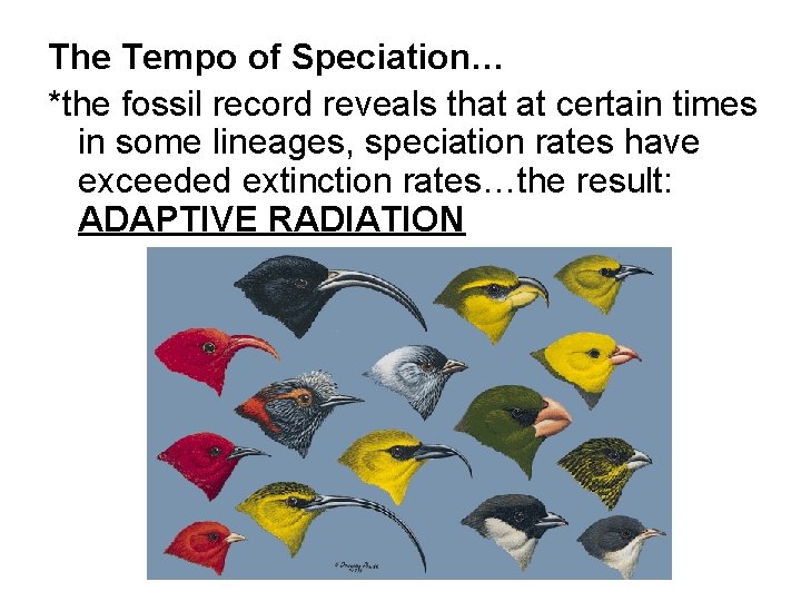 The Tempo of Speciation… *the fossil record reveals that at certain times in some