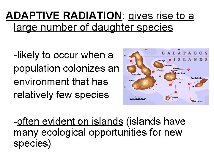 ADAPTIVE RADIATION: gives rise to a large number of daughter species -likely to occur