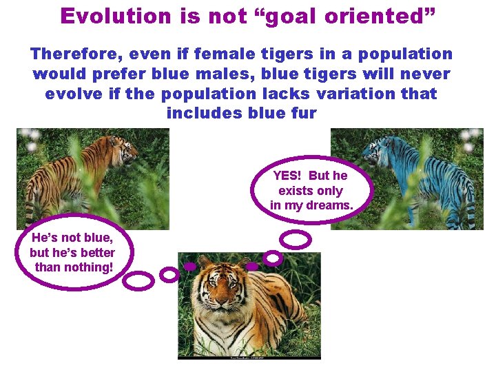 Evolution is not “goal oriented” Therefore, even if female tigers in a population would