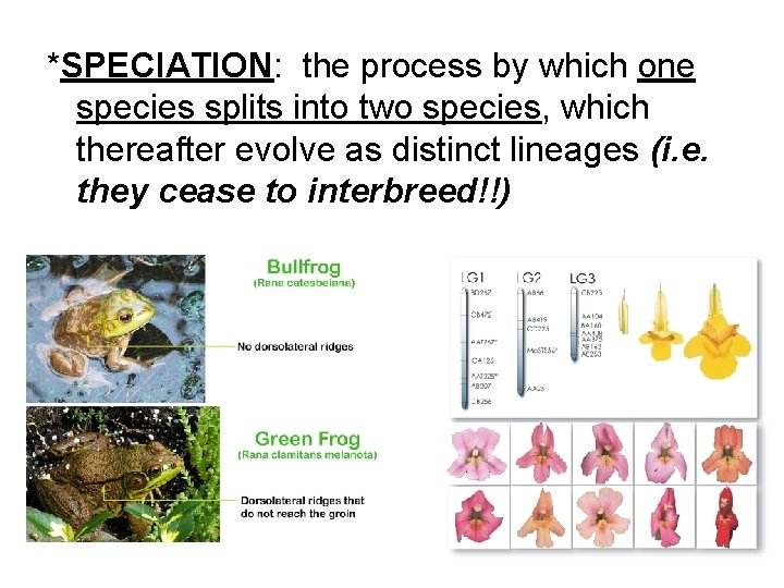 *SPECIATION: the process by which one species splits into two species, which thereafter evolve