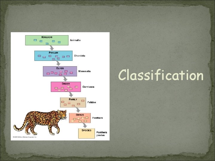 Classification 