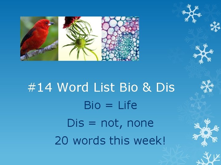 #14 Word List Bio & Dis Bio = Life Dis = not, none 20