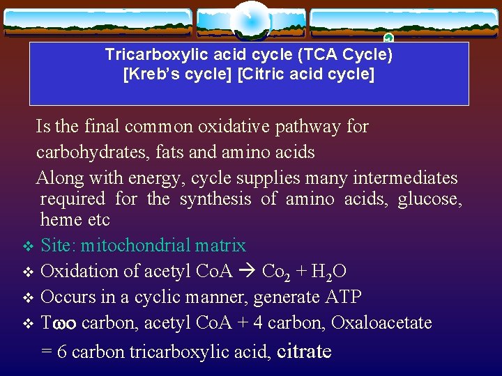 Tricarboxylic acid cycle (TCA Cycle) [Kreb’s cycle] [Citric acid cycle] Is the final common