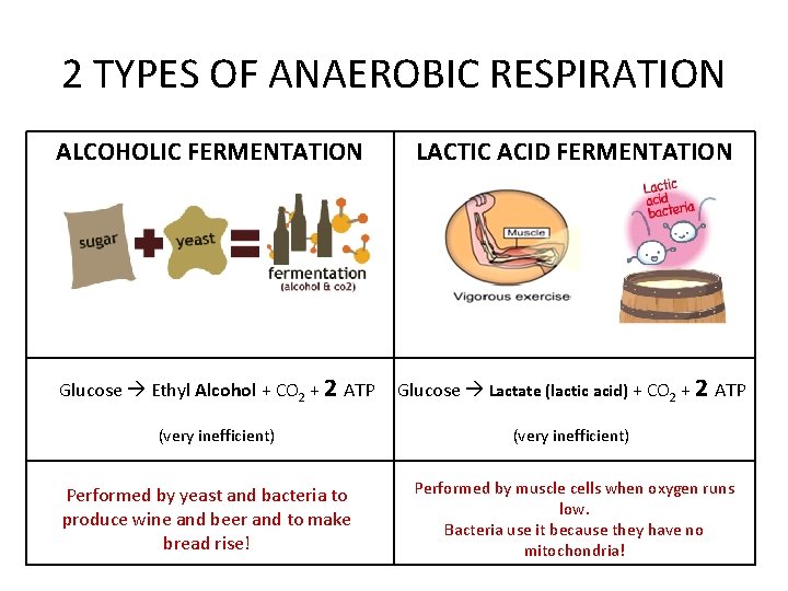 2 TYPES OF ANAEROBIC RESPIRATION ALCOHOLIC FERMENTATION LACTIC ACID FERMENTATION Glucose Ethyl Alcohol +