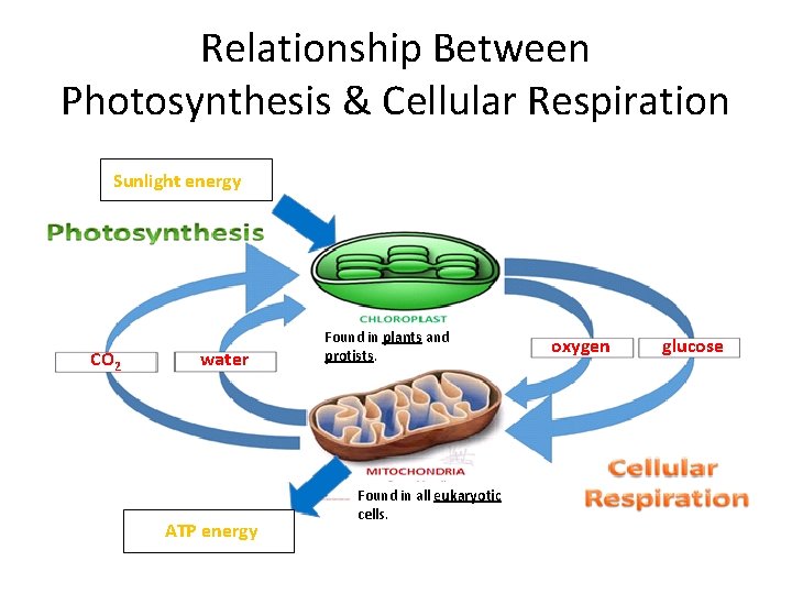 Relationship Between Photosynthesis & Cellular Respiration Sunlight energy CO 2 water ATP energy Found