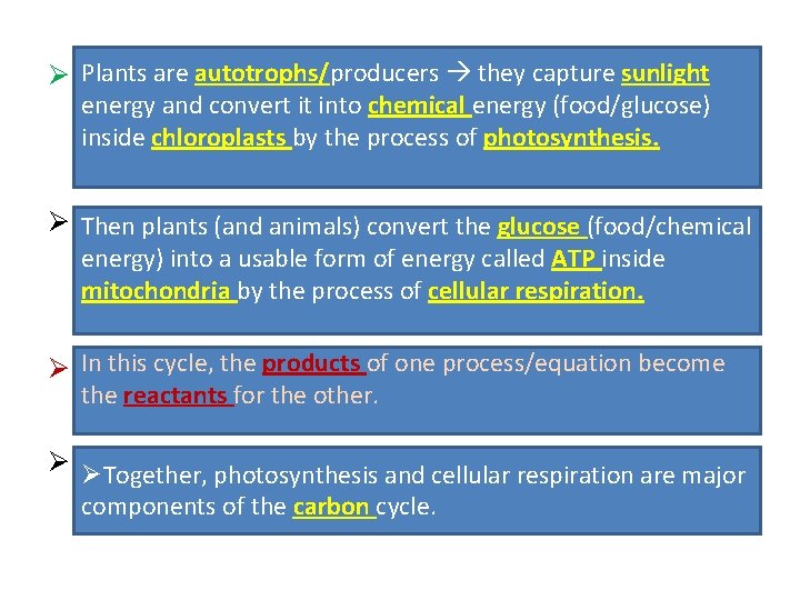 Plants are autotrophs/producers they sunlight Ø Plants _______/producers capture they capture _____ energyitand it