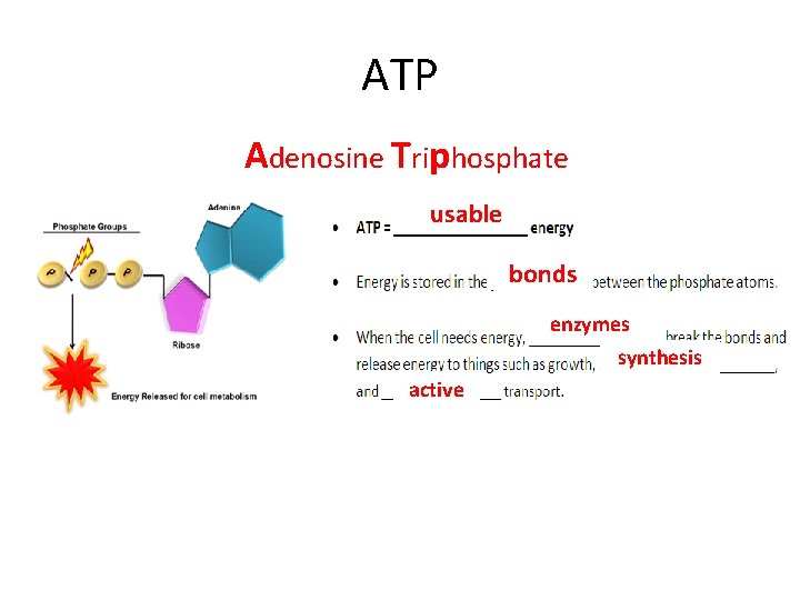 ATP Adenosine Triphosphate usable bonds enzymes synthesis active 
