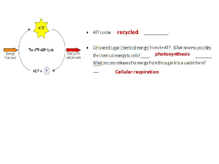 recycled photosynthesis Cellular respiration 