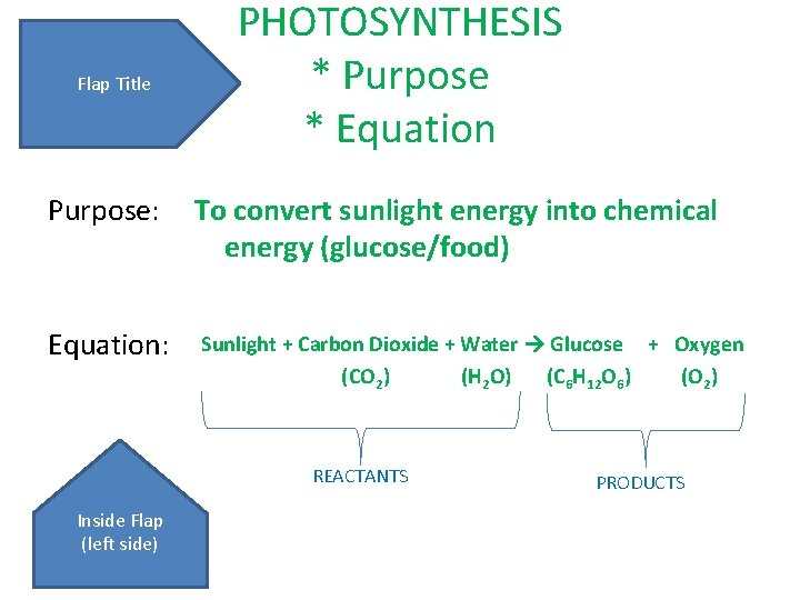 Flap Title PHOTOSYNTHESIS * Purpose * Equation Purpose: To convert sunlight energy into chemical