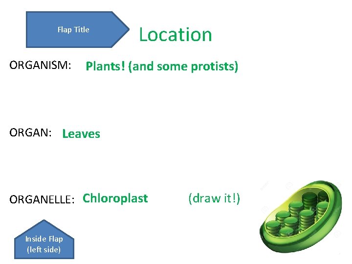 Flap Title ORGANISM: Location Plants! (and some protists) ORGAN: Leaves ORGANELLE: Chloroplast Inside Flap