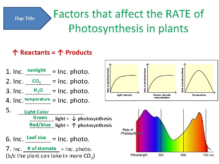 Flap Title Factors that affect the RATE of Photosynthesis in plants ↑ Reactants =