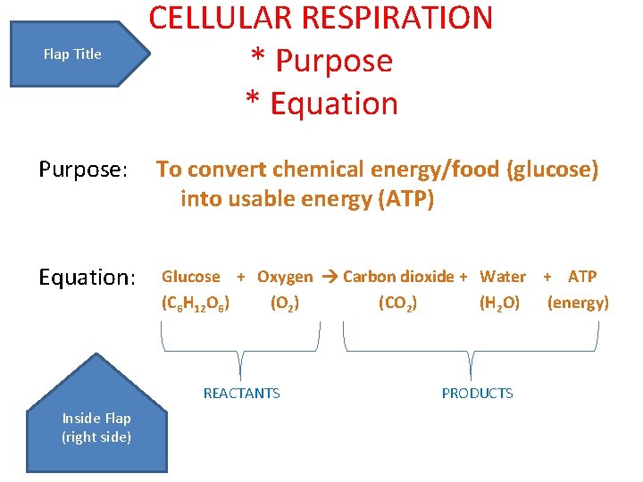 Flap Title CELLULAR RESPIRATION * Purpose * Equation Purpose: To convert chemical energy/food (glucose)