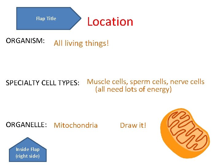 Flap Title ORGANISM: Location All living things! SPECIALTY CELL TYPES: Muscle cells, sperm cells,