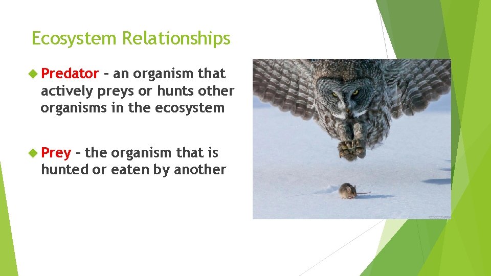 Ecosystem Relationships Predator – an organism that actively preys or hunts other organisms in