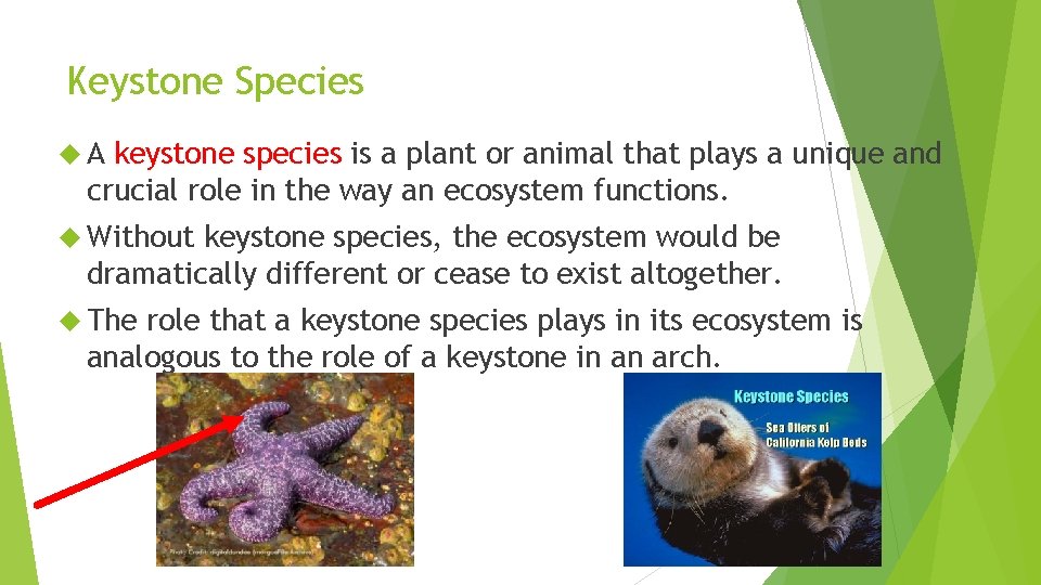 Keystone Species A keystone species is a plant or animal that plays a unique Keystone Species A keystone species is a plant or animal that plays a unique