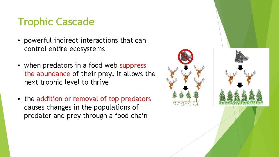 Trophic Cascade • powerful indirect interactions that can control entire ecosystems • when predators Trophic Cascade • powerful indirect interactions that can control entire ecosystems • when predators