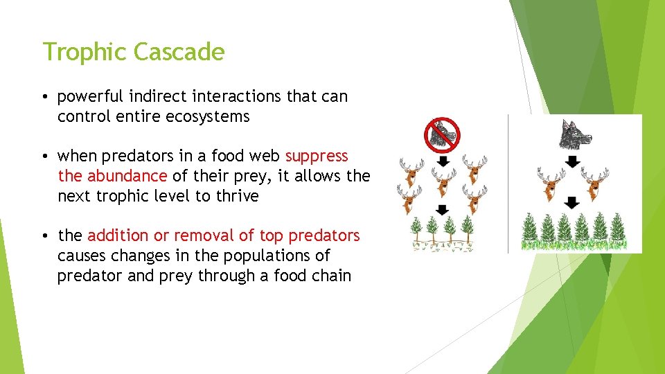 Trophic Cascade • powerful indirect interactions that can control entire ecosystems • when predators