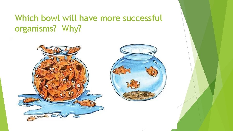 Which bowl will have more successful organisms? Why? Which bowl will have more successful organisms? Why?
