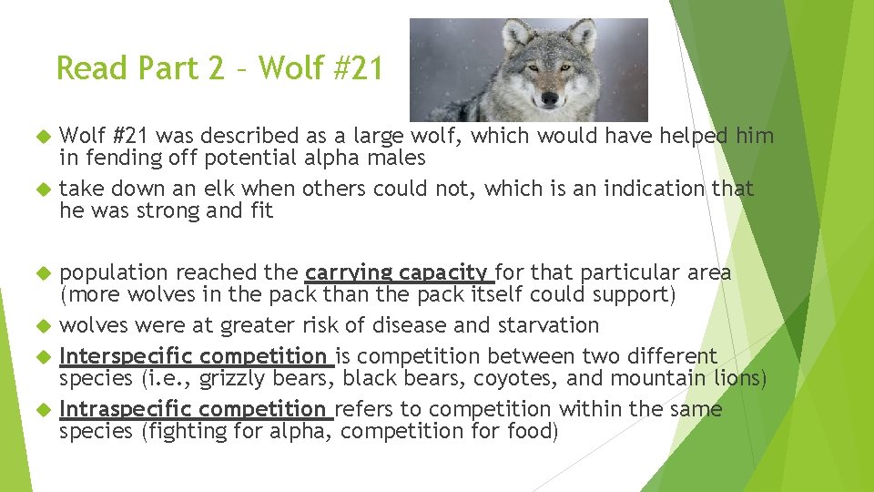 Read Part 2 – Wolf #21 was described as a large wolf, which would