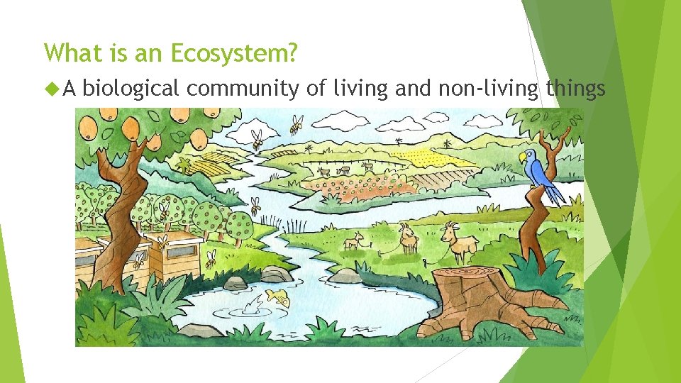 What is an Ecosystem? A biological community of living and non-living things 