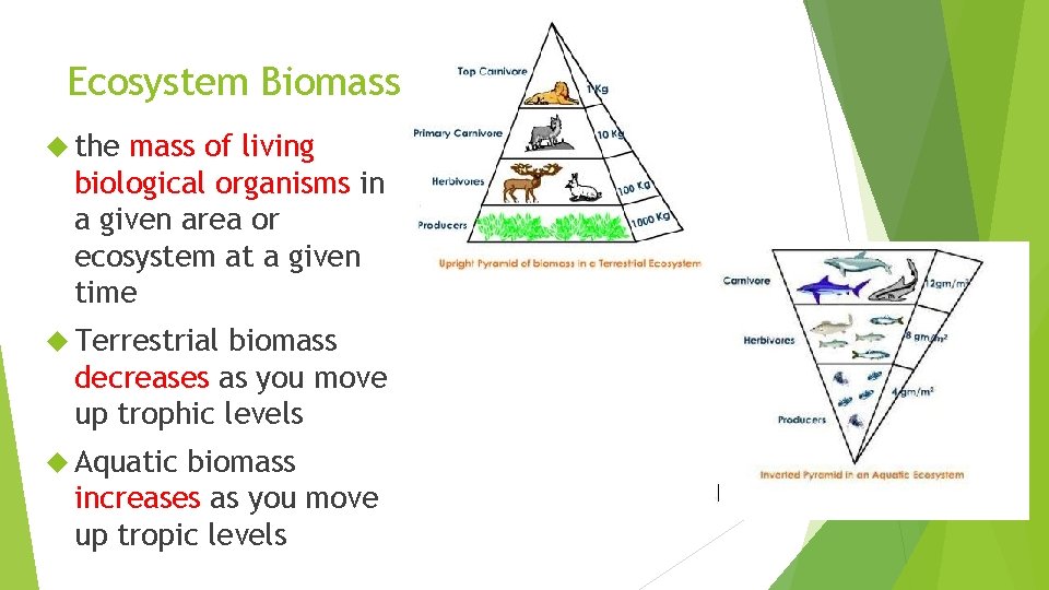 Ecosystem Biomass the mass of living biological organisms in a given area or ecosystem