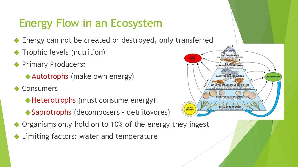 Energy Flow in an Ecosystem Energy can not be created or destroyed, only transferred