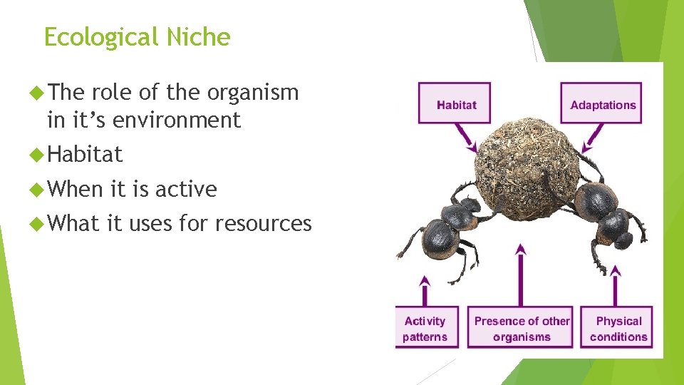 Ecological Niche The role of the organism in it’s environment Habitat When it is