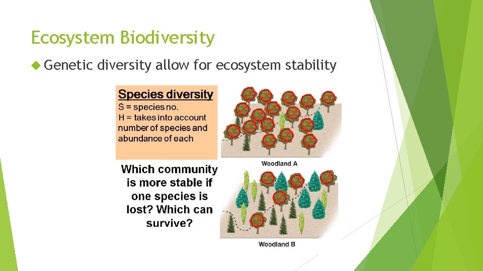 Ecosystem Biodiversity Genetic diversity allow for ecosystem stability 