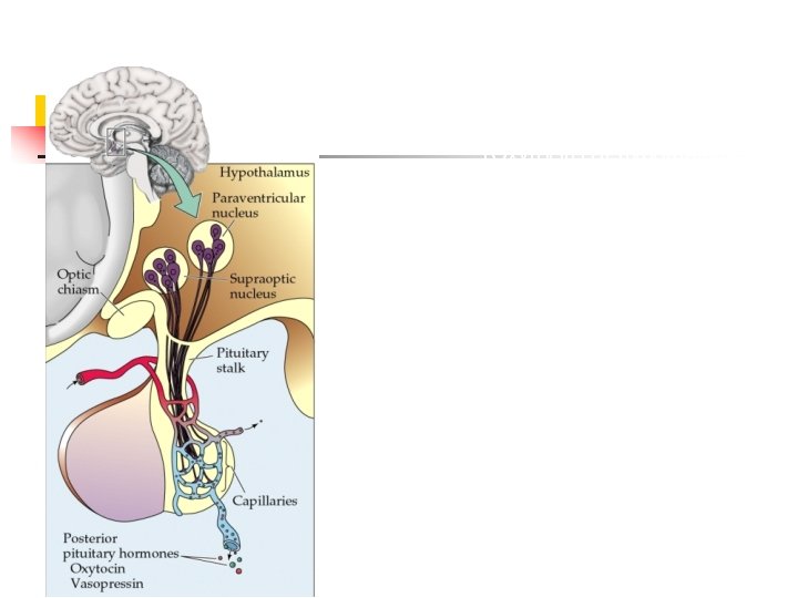 Posterior Pituitary (neurohypophysis) Cell bodies in SON (ADH) & PVN • (Oxytocin) of hypothalamus