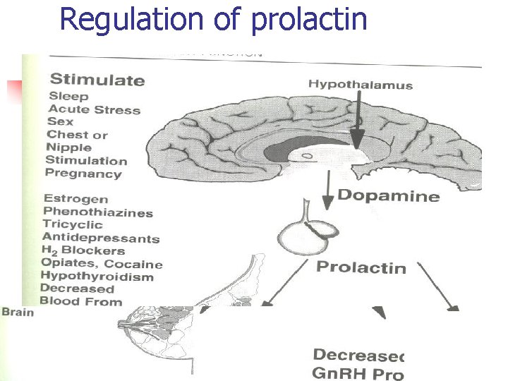 Regulation of prolactin 