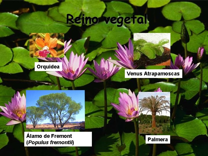 Reino vegetal Orquidea Venus Atrapamoscas Álamo de Fremont (Populus fremontii) Palmera 